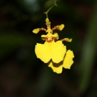 Oncidium sphacelatum Lindl.